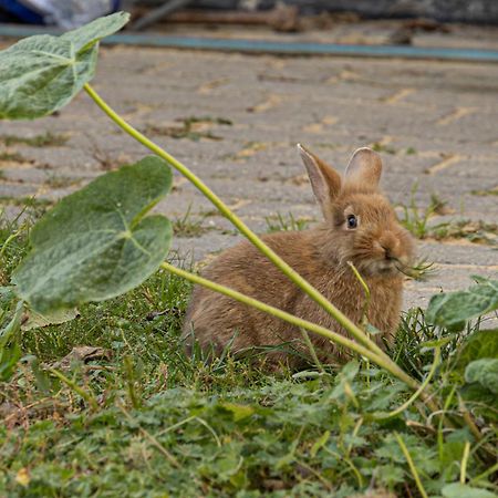 Bed and Breakfast Skortskaer Bondegardsferie Havnsø Zewnętrze zdjęcie